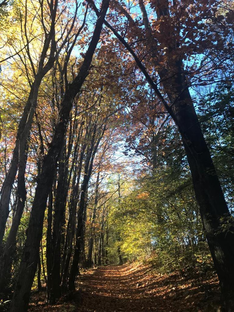"La Romantica" Rifugio Nel Bosco Astano エクステリア 写真